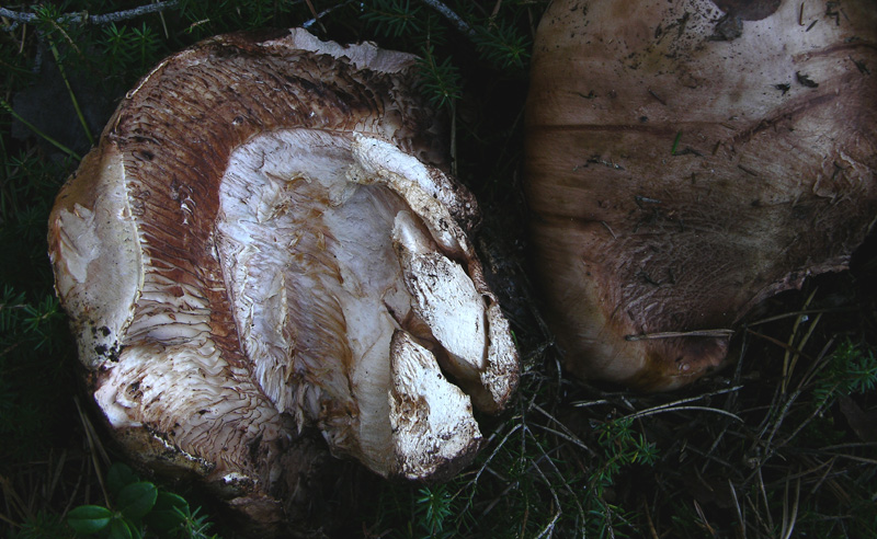 Tricholoma colossus.